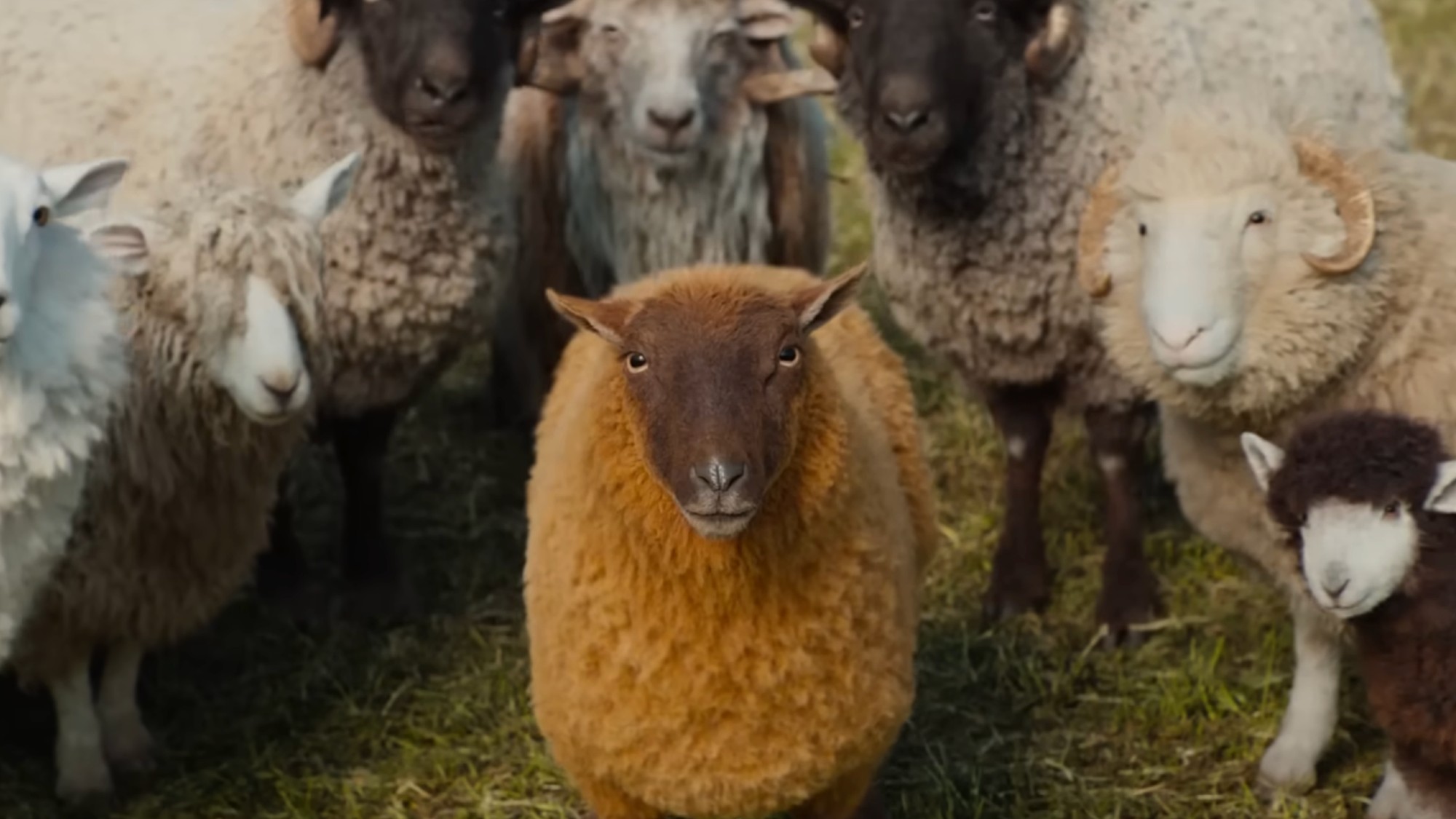 The sheep looking at the humans.
