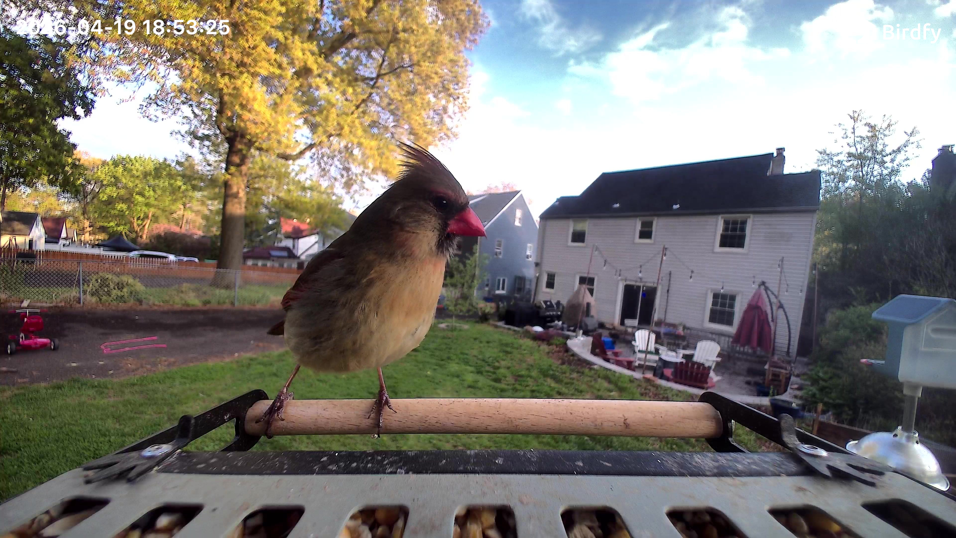 Female cardinal photo taken with Birdfy Metal 2 4K Smart Bird Feeder