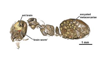 Most of the flatworm parasites in an infected ant wait patiently inside their host's abdomen, while one or more worms invade the ant's brain.