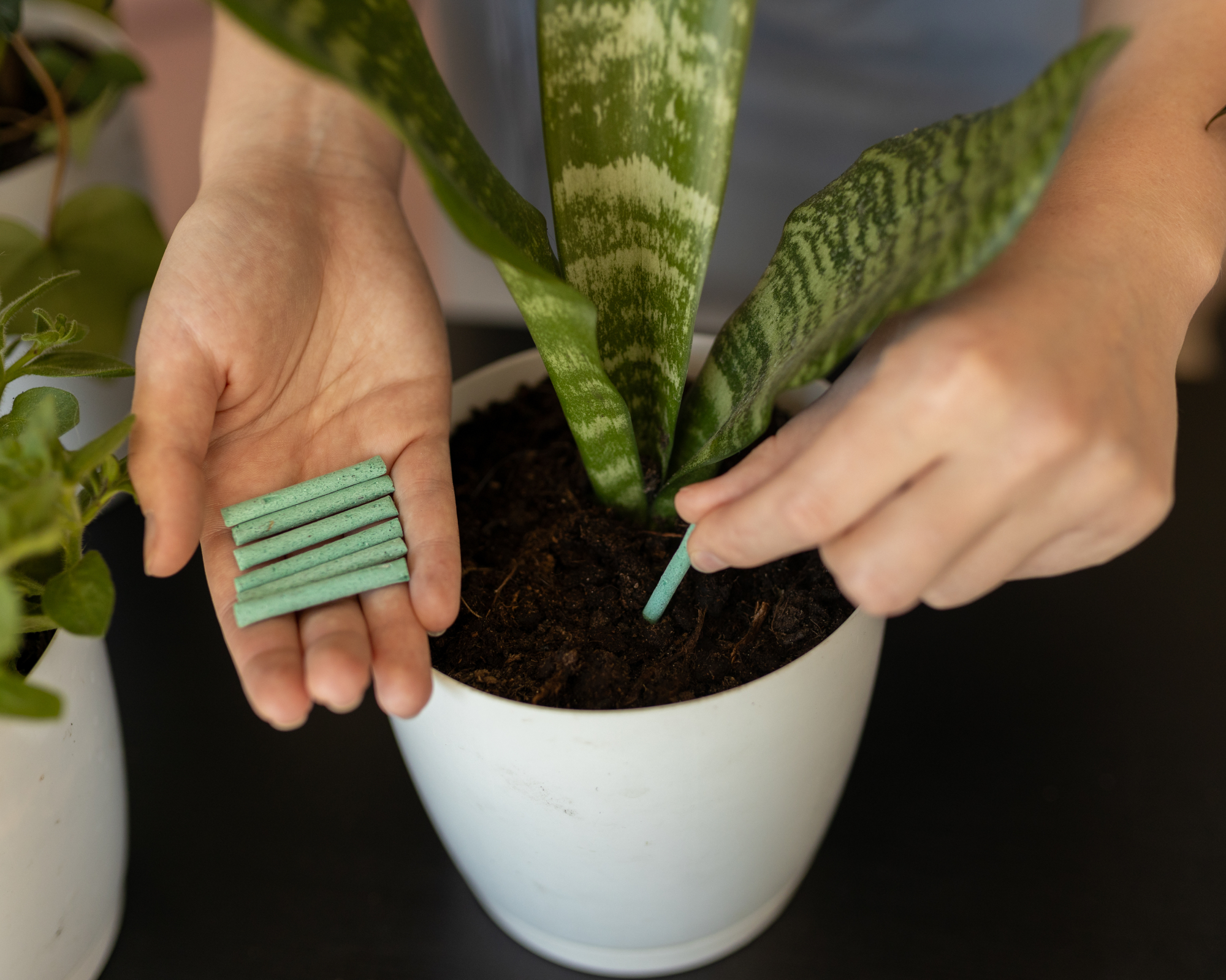 Woman places fertilizing plant spike into soil of potted snake plant