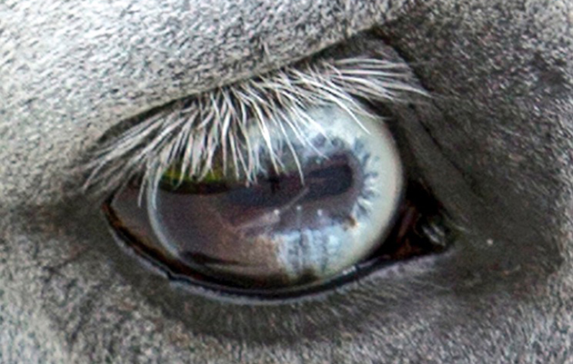Pie eye
