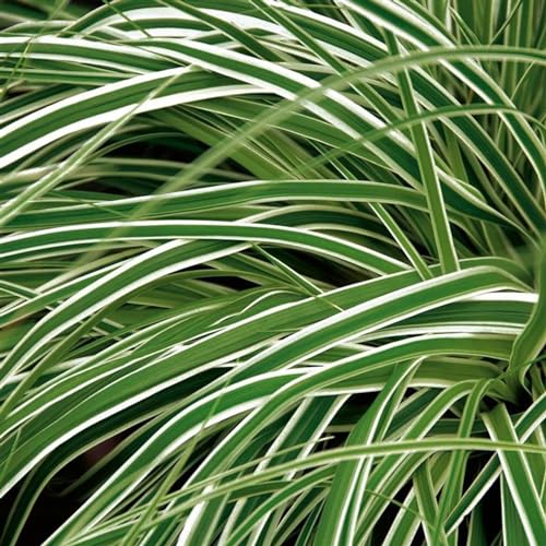 Perfect Plants - Ornamental Grass Carex Oshimensis Everest in a 17cm Pot Garden Ready Grass Plants