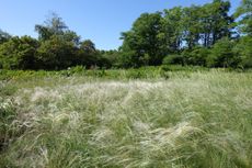 Long Texas Needlegrass