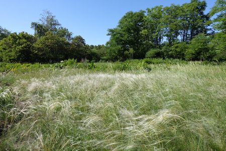 Long Texas Needlegrass