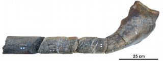 The jawbone of the giant ichthyosaur