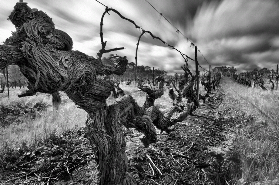 Australia oldest vines - Langmeil Freedom Shiraz 1843 &ndash; Credit Dragan Radocaj
