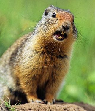 Brown, Organism, Skin, Whiskers, Facial expression, Adaptation, Terrestrial animal, Snout, Ecoregion, Gopher,