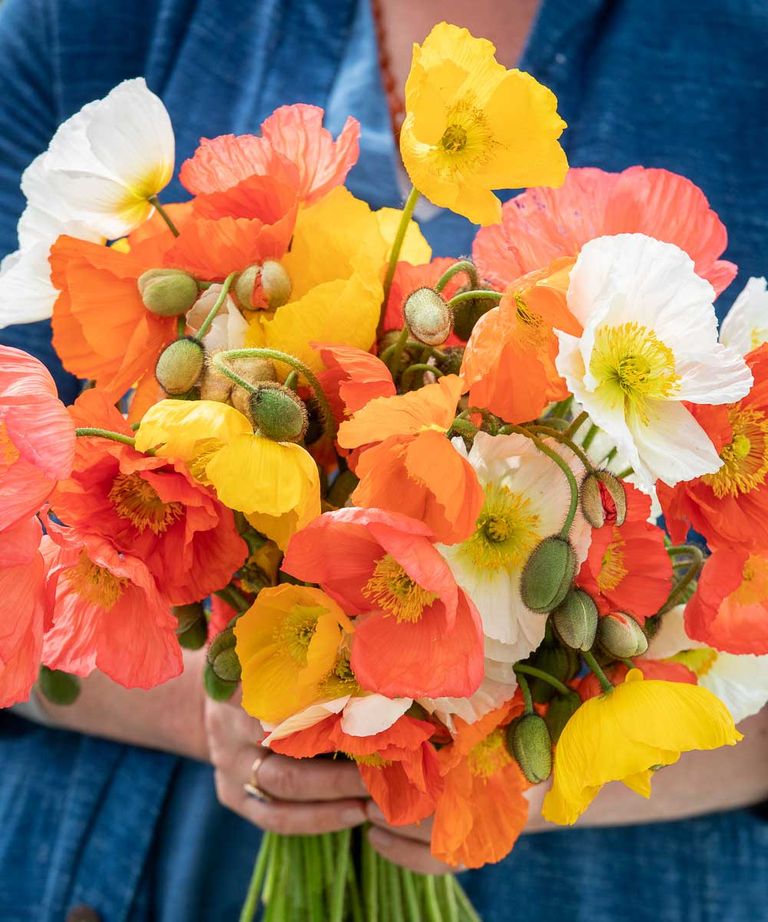 What to plant in July best veg, salad and flowers to plant Homes