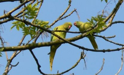 Rose-ringed parakeets are taking over Britain, with more than 30,000 now living in the country, versus their native India, up from just 1,500 in 1995.