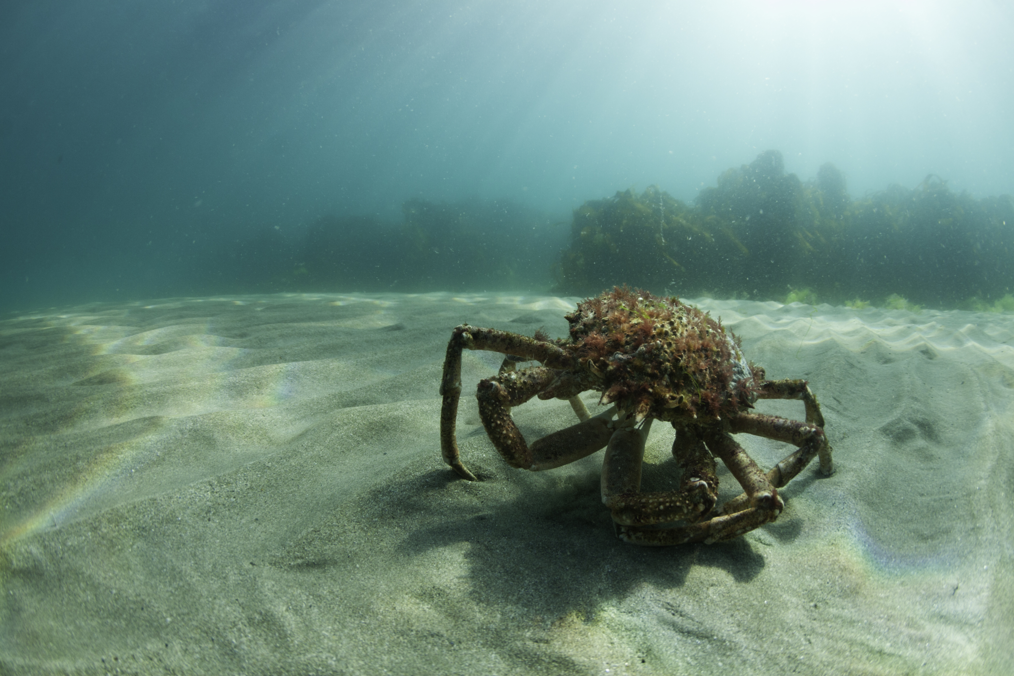 European Spider Crab