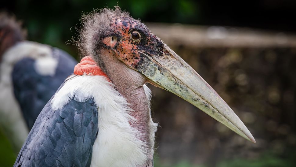 12 of the biggest birds on Earth | Live Science