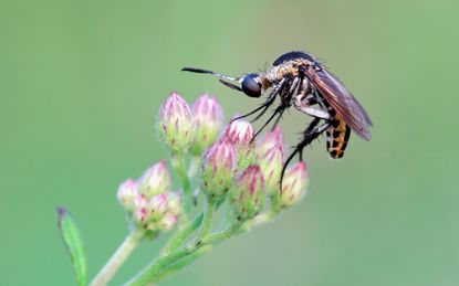 Close-up of a mosquito on a flower