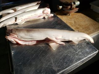 Trunks of adult bonnethead sharks for meat sale at the Bragança fish market, Brazil
