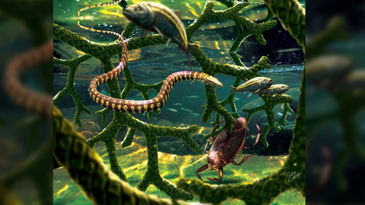 4-legged 'snake' fossil is actually a different ancient animal, new study claims