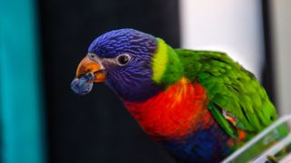 Bird eating blueberry