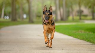 German Shepherd running towards camera