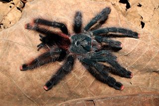 The birdeater spider <em>Avicularia avicularia</em>: This genus of tarantulas has been reorganized.