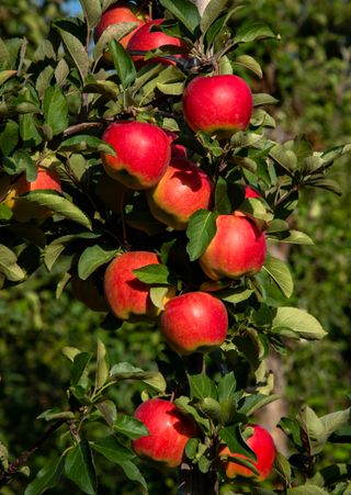 A Bunch of Red ripe Apples on an Apple Tree