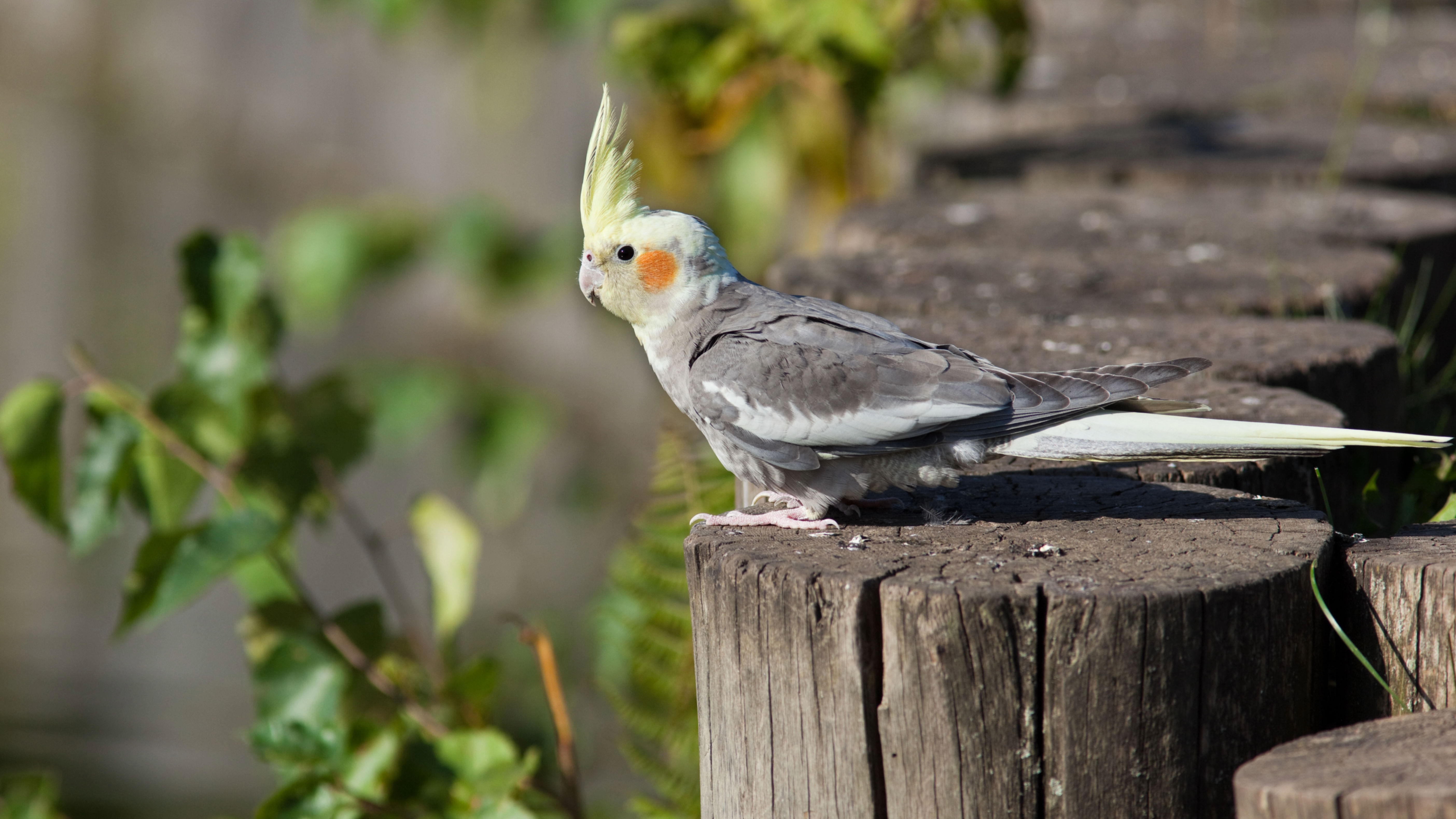 Cockatiel
