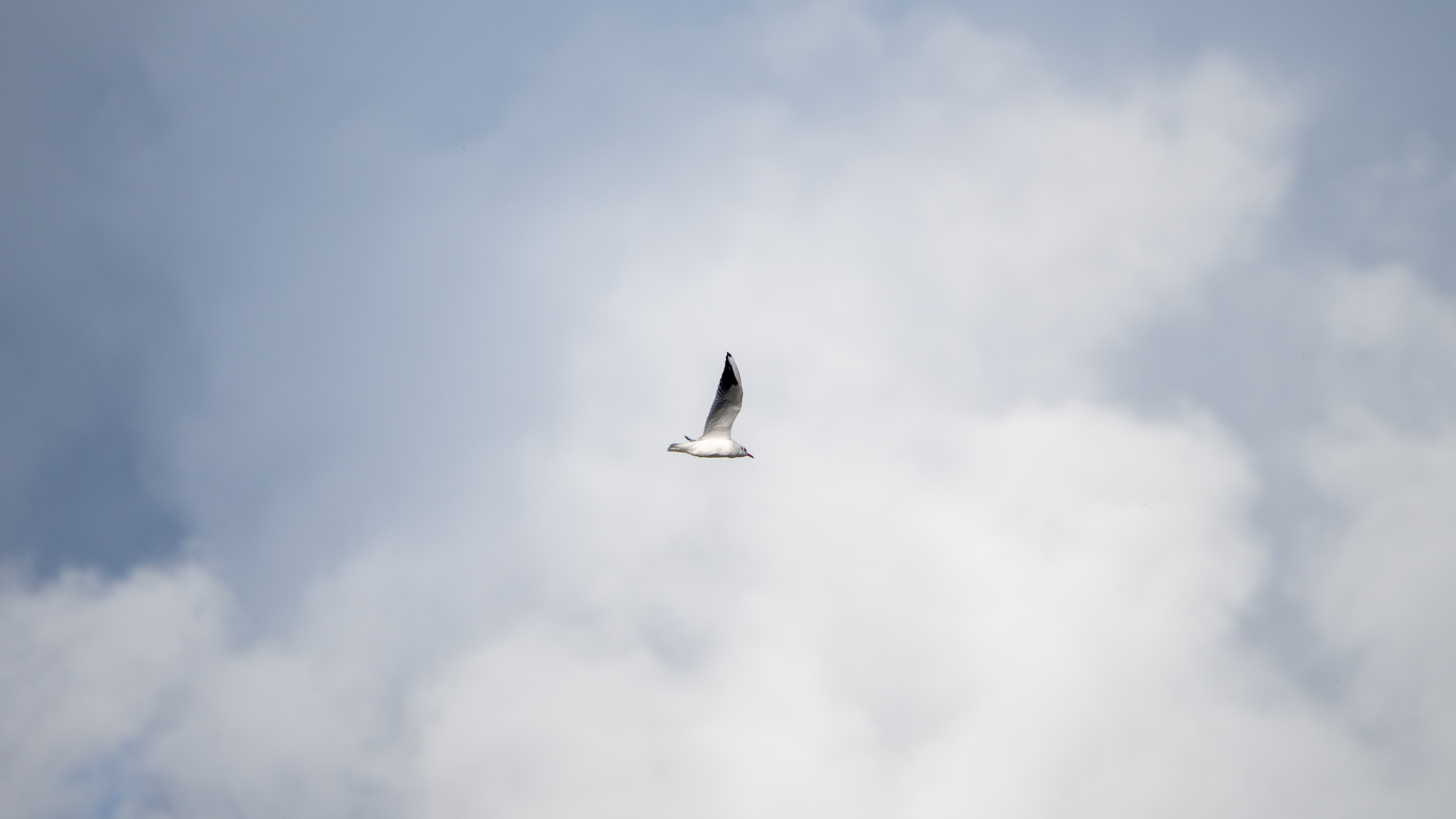 bird in flight