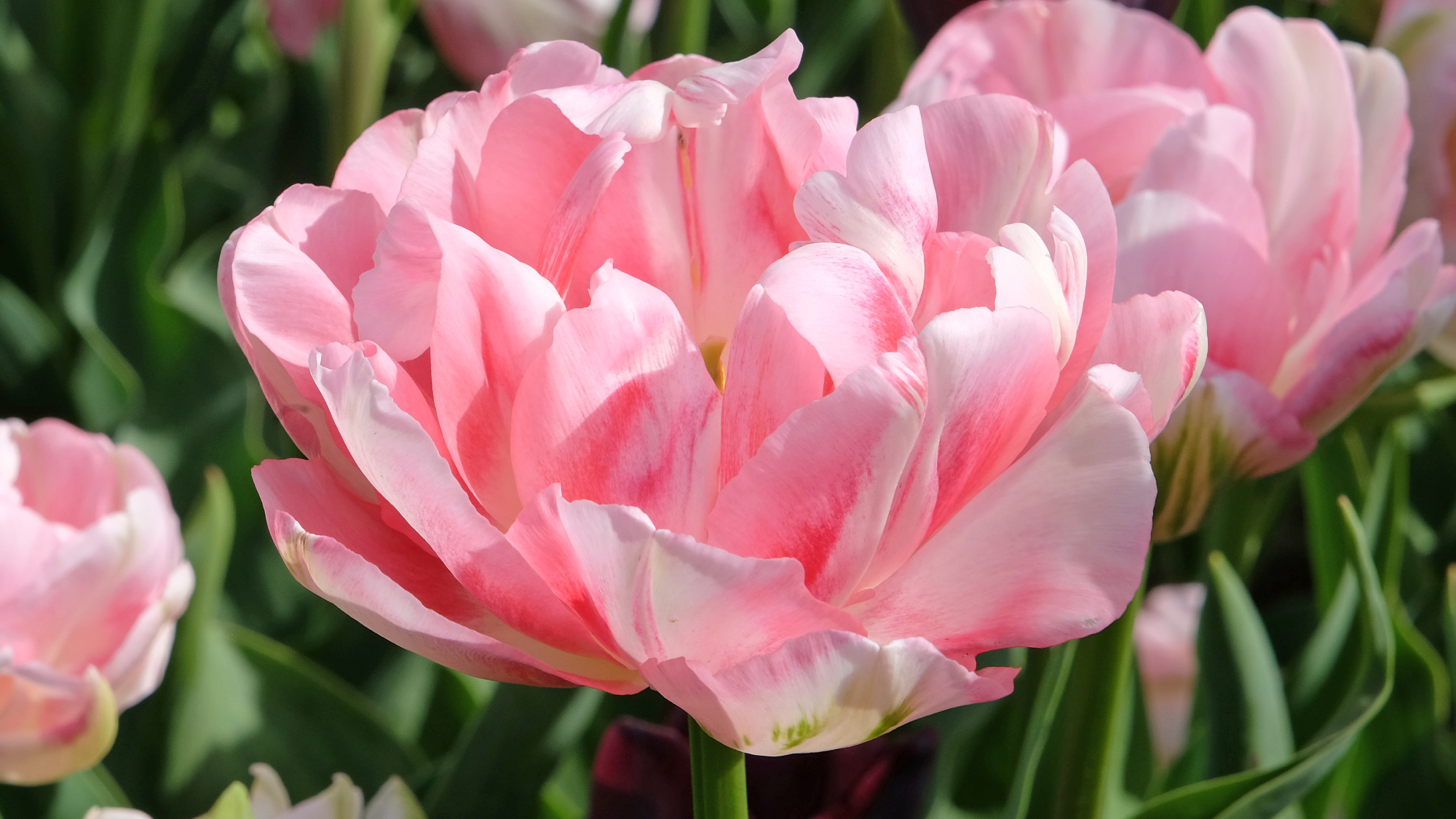 angelique tulip bloom 