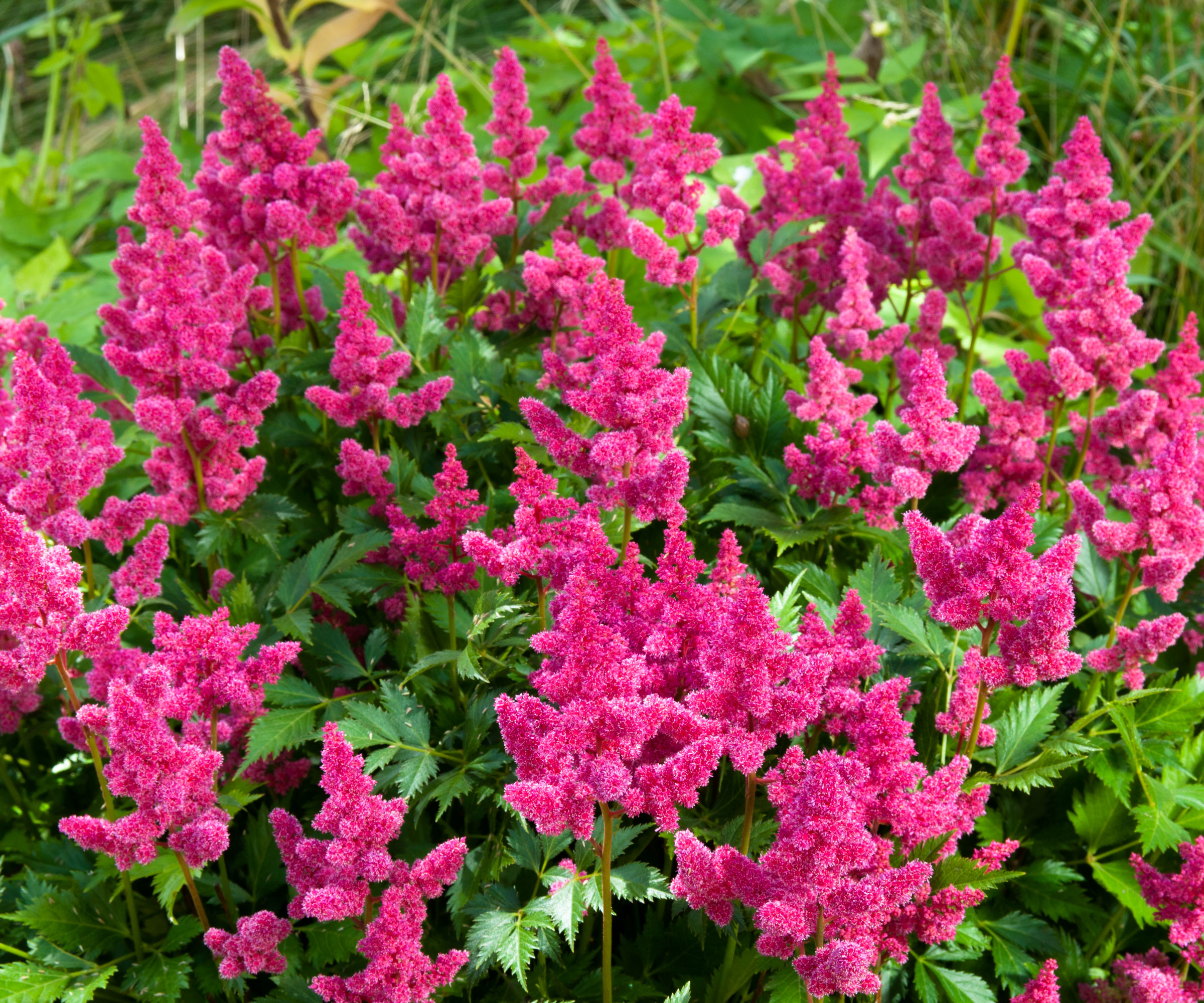 astilbe flowers in shade garden border