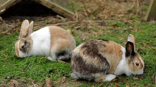 Two Dutch rabbits outside