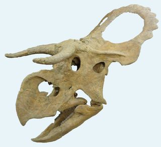 nasutoceratops skull reconstruction