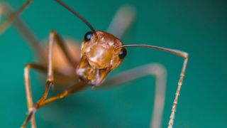 Gamer's Computer Ravaged by Fire Ants Feasting on Thermal Pad - See the Unexpected Infestation