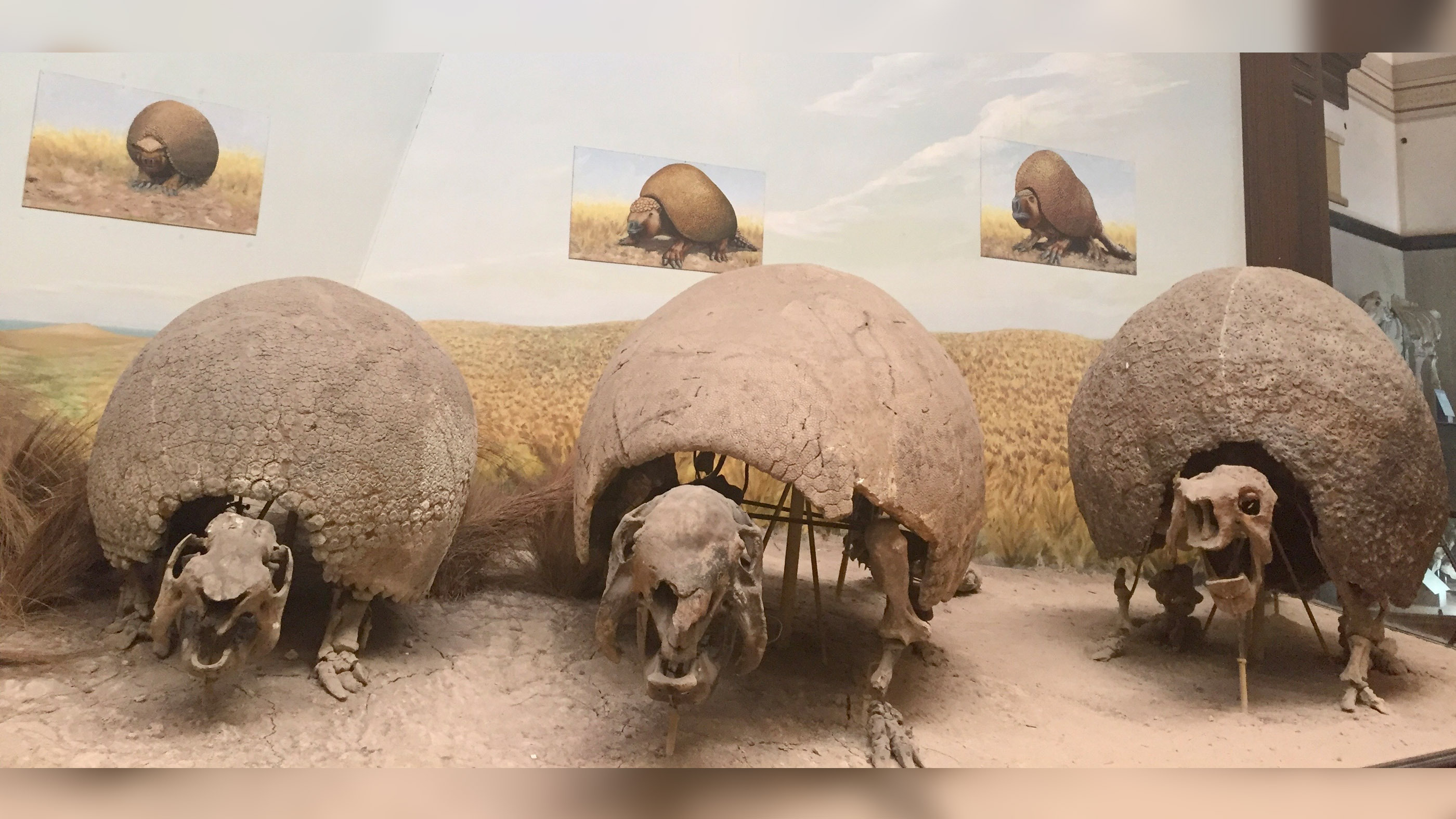 Glyptodon fossils at La Plata Museum in Argentina.