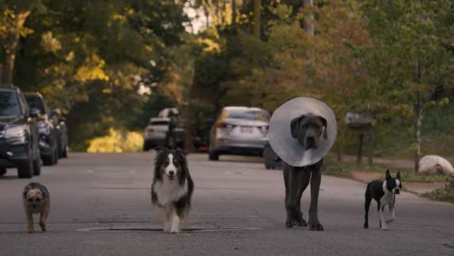Strays: release date, trailer, cast and everything we know | What to Watch