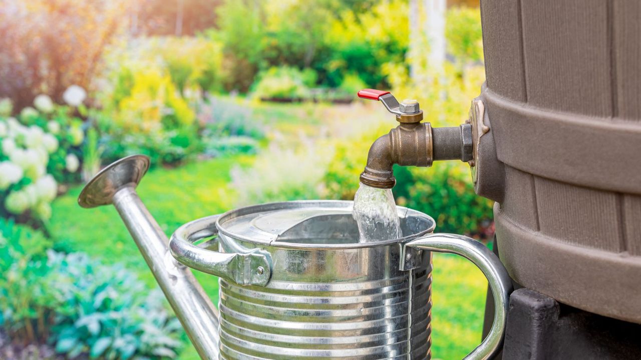 Filling a watering can with water from a rain barrel