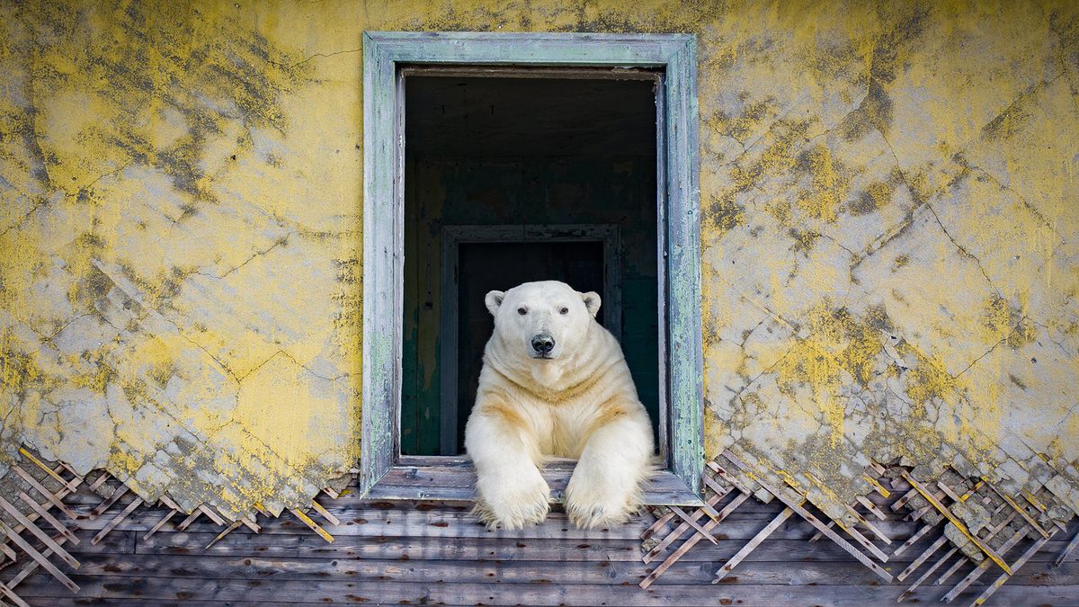 Photographer Dmitry Kokh captured photos of polar bears in abandoned buildings on the Chukchi Peninsula in northeastern Russia. He titled this image &quot;Summer season.&quot;