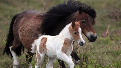 Dartmoor ponies