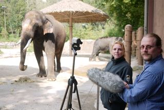 Koshik, an elephant at a South Korea zoo that can speak Korean.