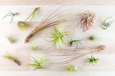 air plants