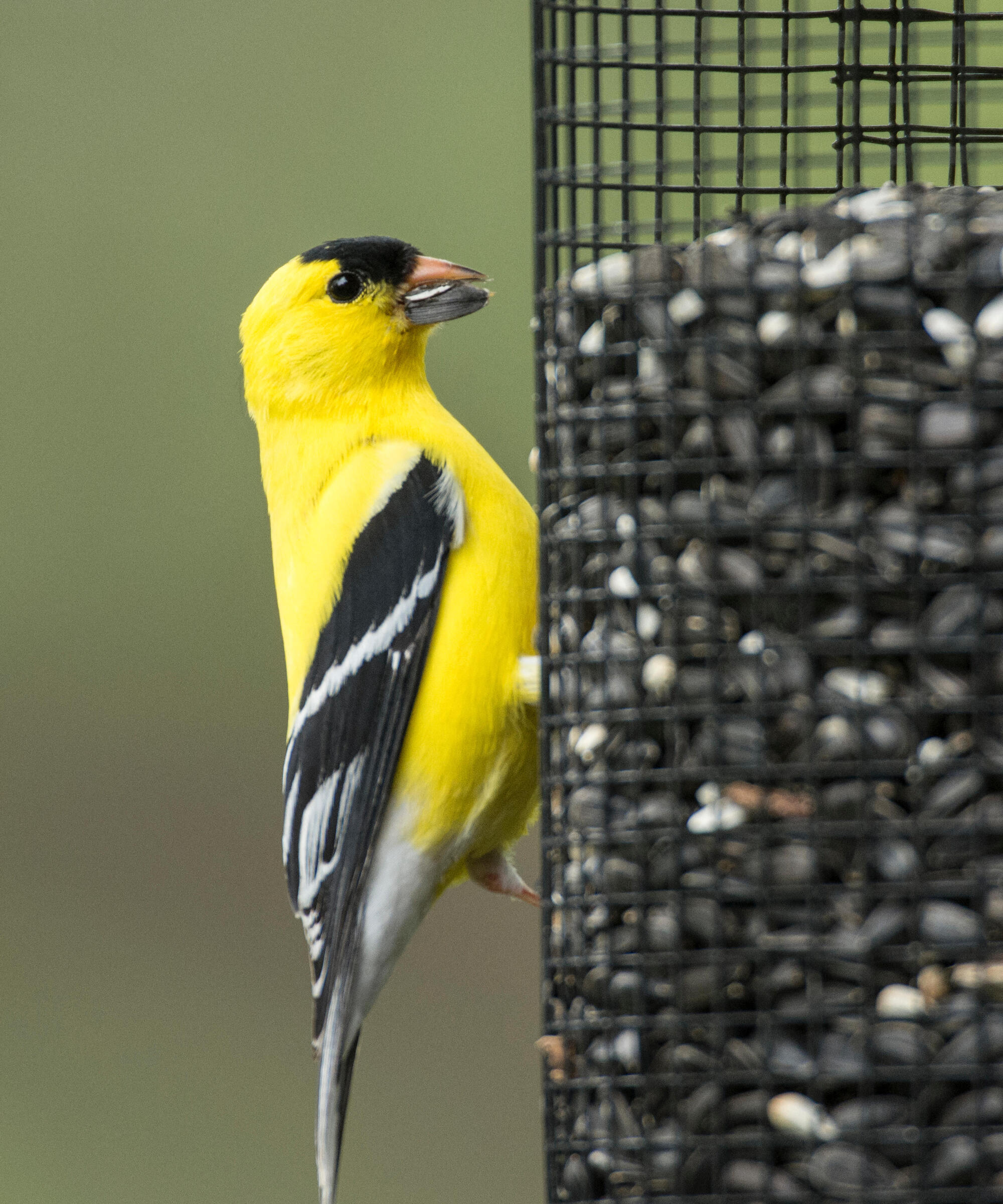 Male American Goldfinch sitting on seed feeder