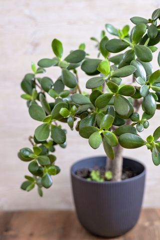 A close-up of a jade plant