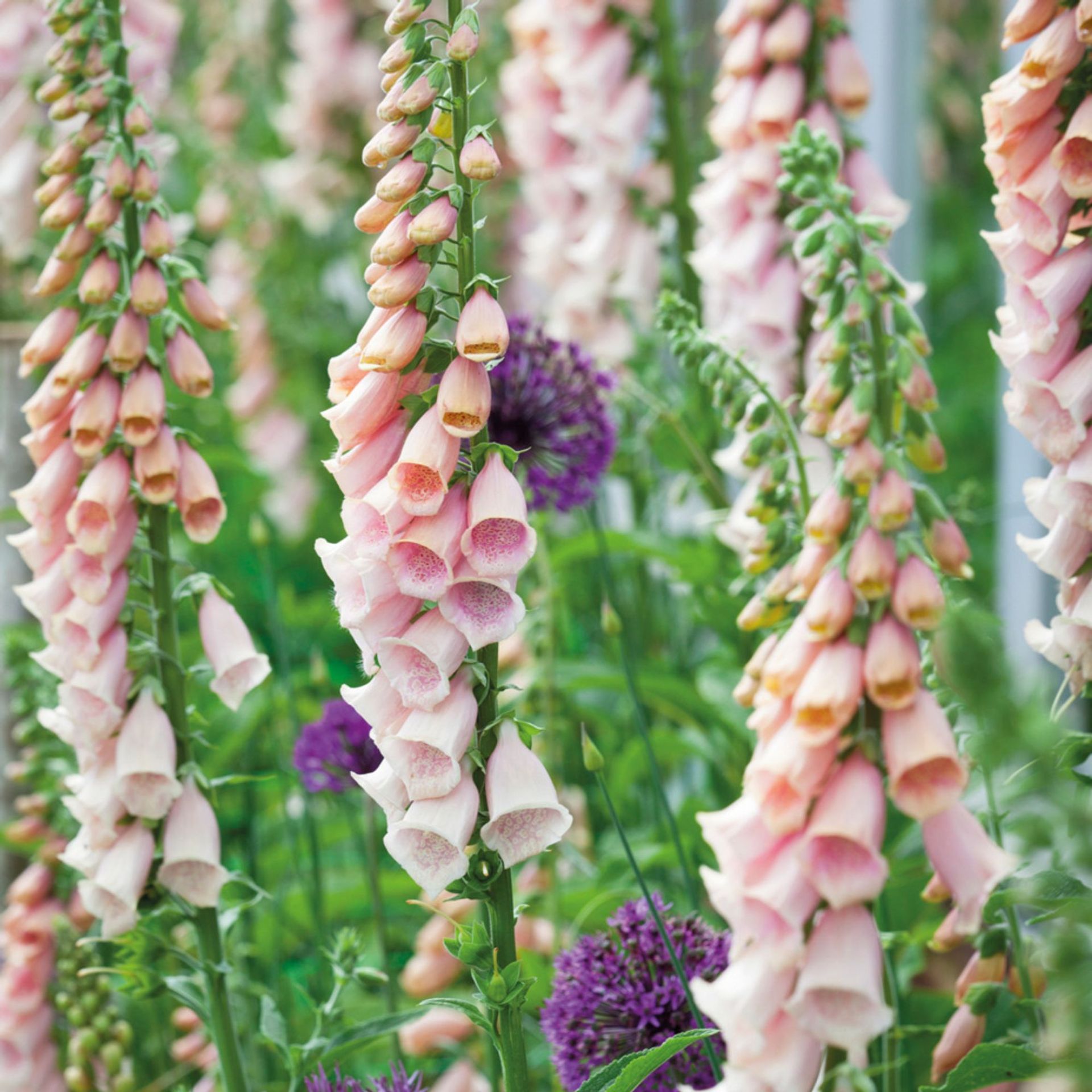 How to grow foxgloves from seed or from plug plants | Ideal Home
