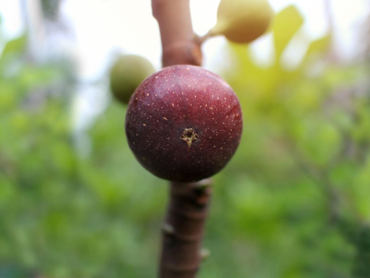 A Brown Turkey Fig Tree