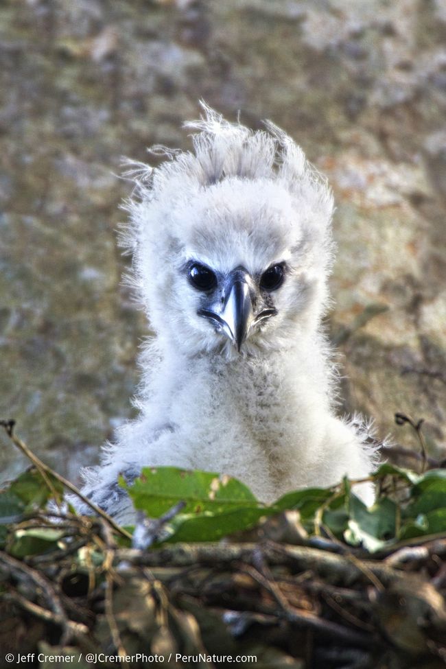 In Images Amazing Harpy Eagle Chick Live Science
