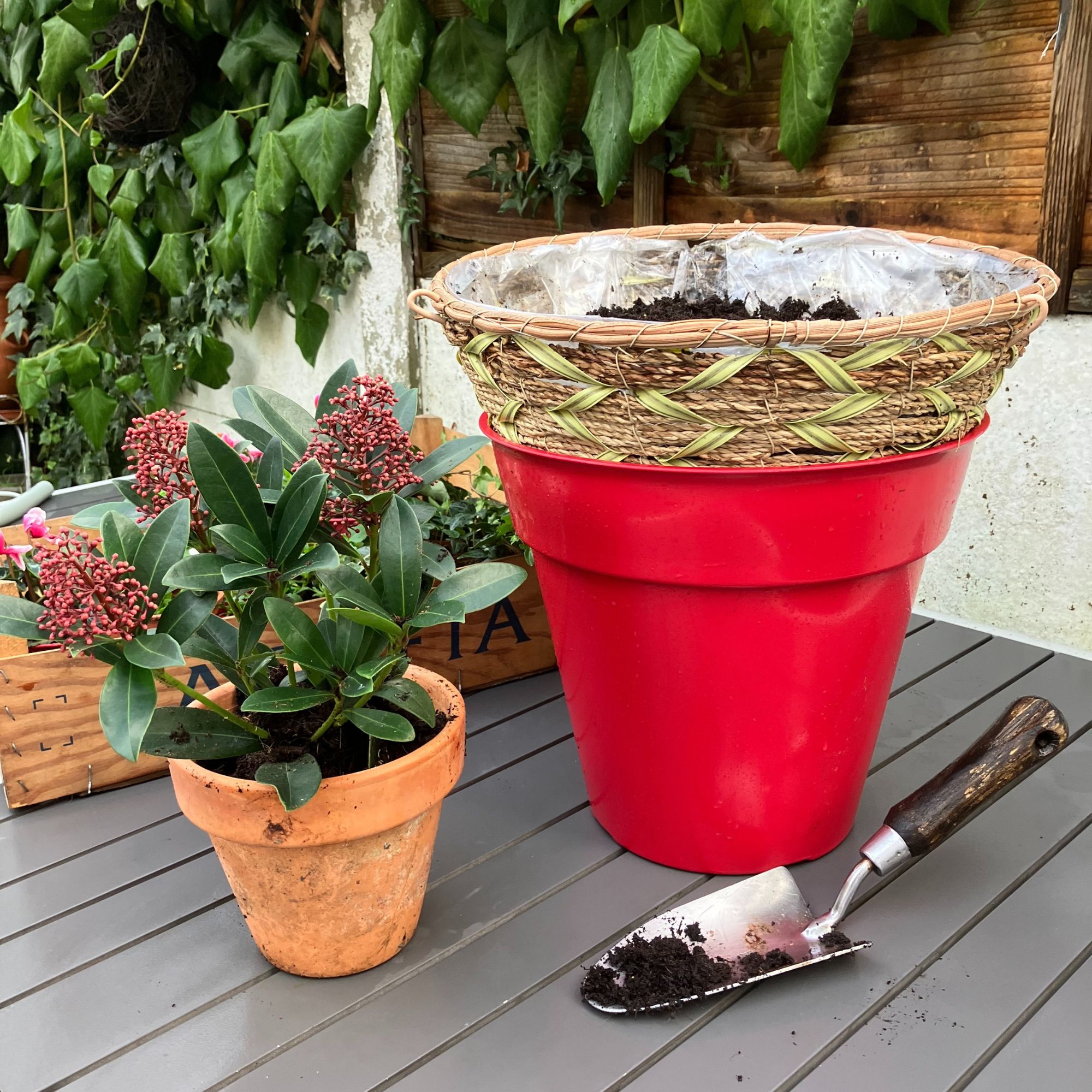 winter hanging basket planting up