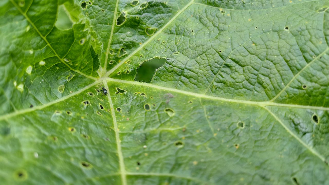 The ZenFone 6 has no particular macro skills, but it will have a go. Image credit: TechRadar