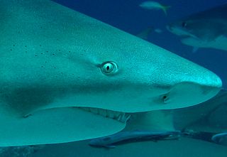 A lemon shark poses for a portrait. Each shark is an individual, with unique responses, its own pattern of spending its time, and its own rate of learning.