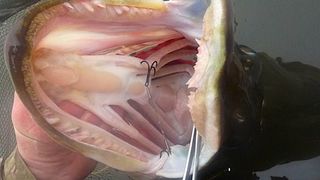 How to unhook pike - a recently caught pike with a hook in its mouth