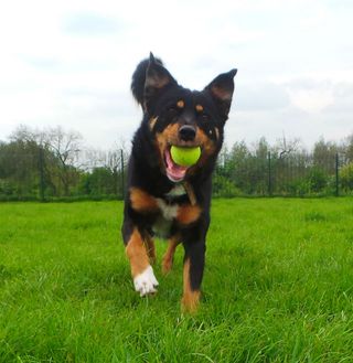 Dogs Trust Polly Main