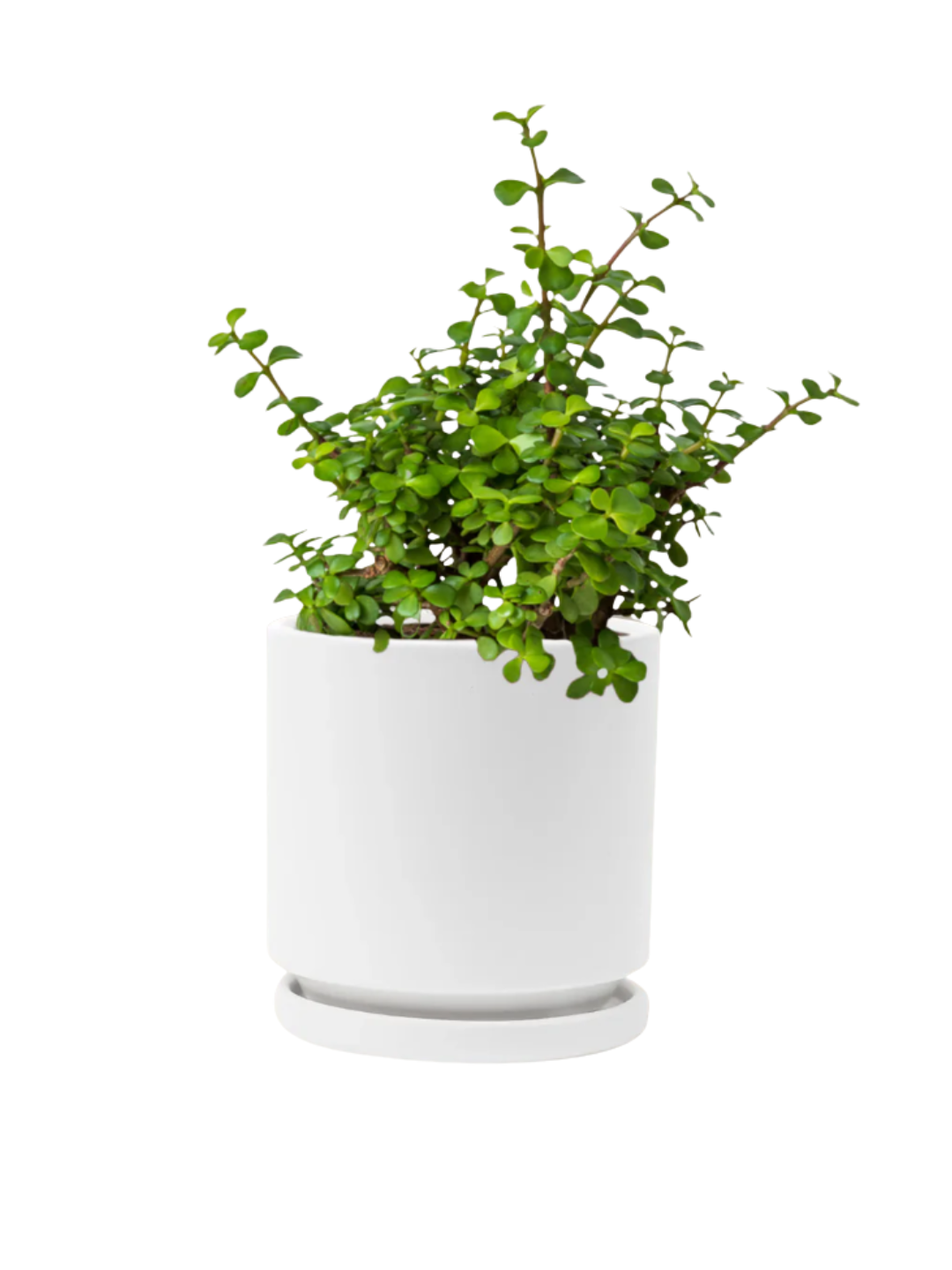 Elephant Bush Prosperity Plant 