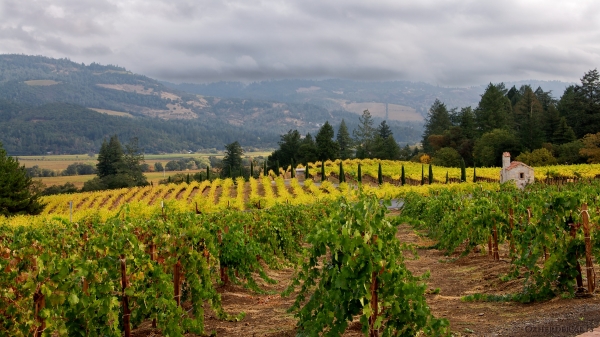 rain over napa