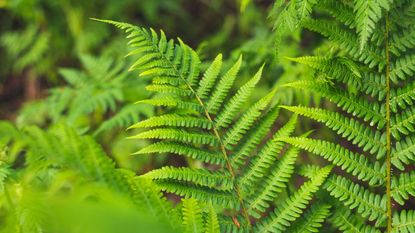 how to care for ferns – close-up of green fern leaves outdoors