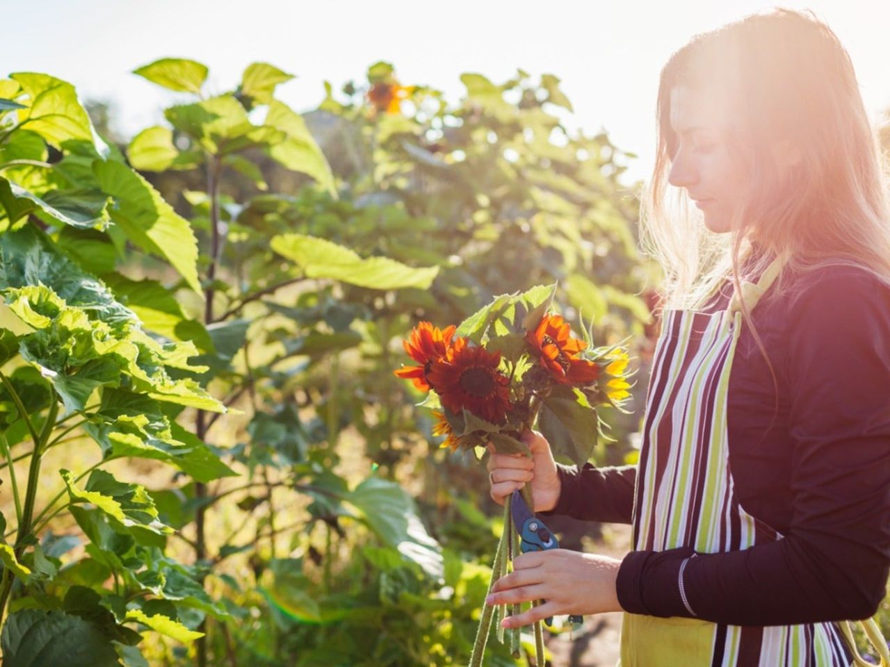 A woman cutting flowers